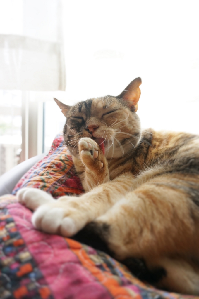 f:id:hiraryo0201:20160704071656j:plain f:id:hiraryo0201:20160704071656j:plain