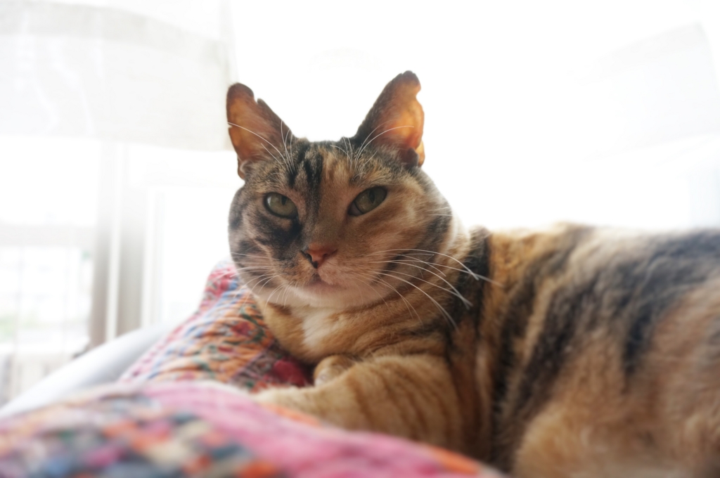 f:id:hiraryo0201:20160704071739j:plain f:id:hiraryo0201:20160704071739j:plain