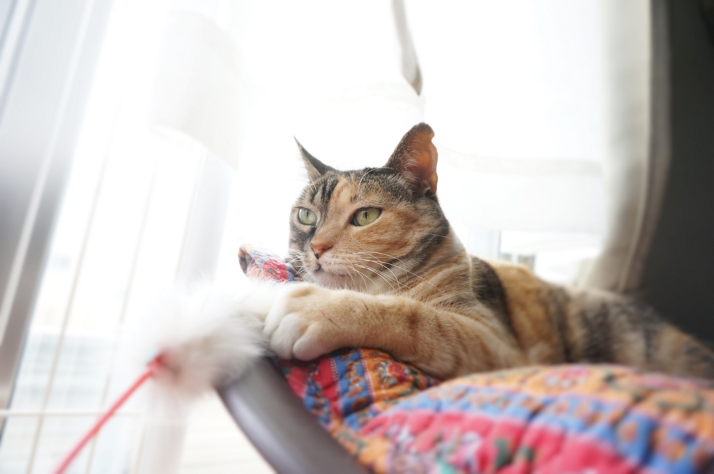 f:id:hiraryo0201:20160704071759j:plain f:id:hiraryo0201:20160704071759j:plain