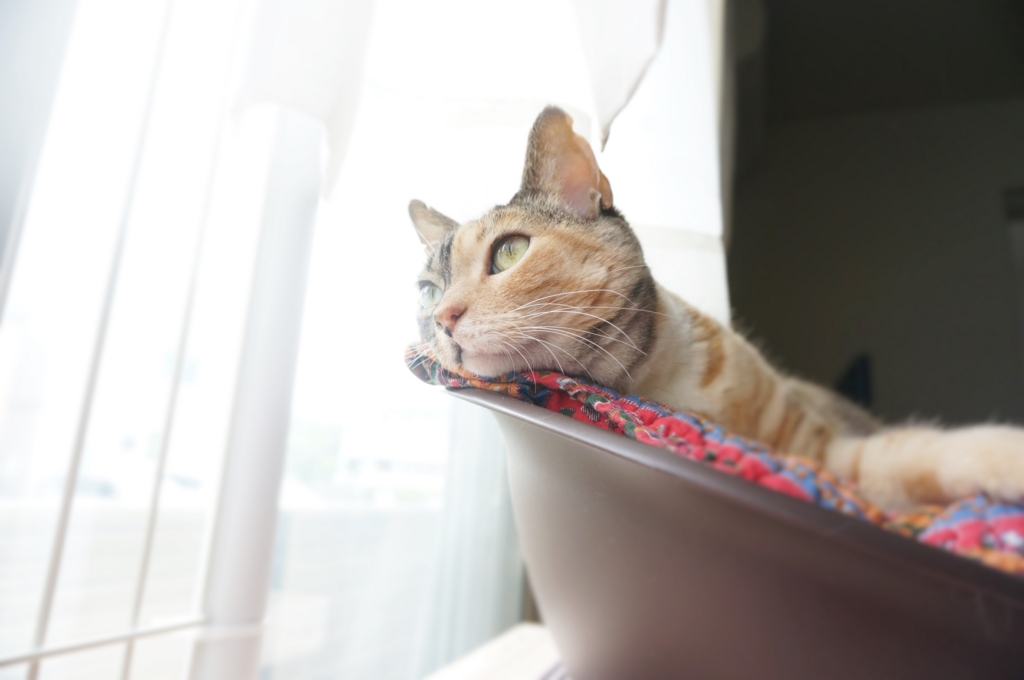 f:id:hiraryo0201:20160704071813j:plain f:id:hiraryo0201:20160704071813j:plain