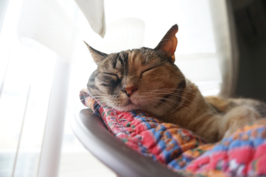 f:id:hiraryo0201:20160704071829j:plain f:id:hiraryo0201:20160704071829j:plain