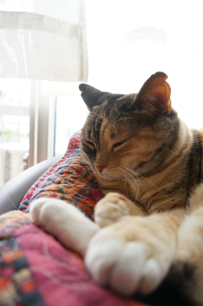 f:id:hiraryo0201:20160704072817j:plain f:id:hiraryo0201:20160704072817j:plain