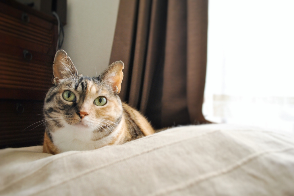 f:id:hiraryo0201:20160704074231j:plain