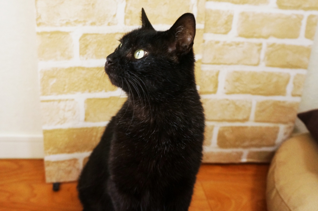 f:id:hiraryo0201:20160704074748j:plain