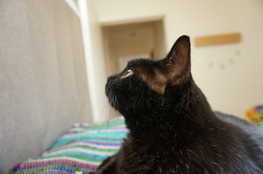 f:id:hiraryo0201:20160704075849j:plain