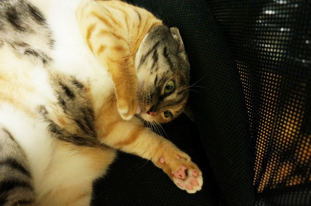 f:id:hiraryo0201:20160704081431j:plain