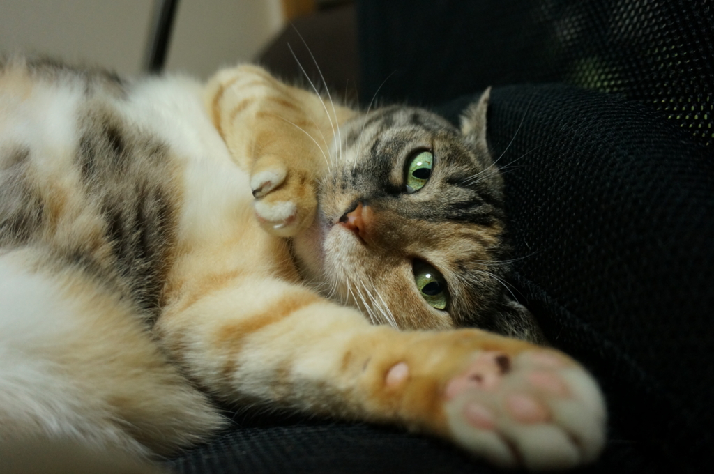 f:id:hiraryo0201:20160704081441j:plain