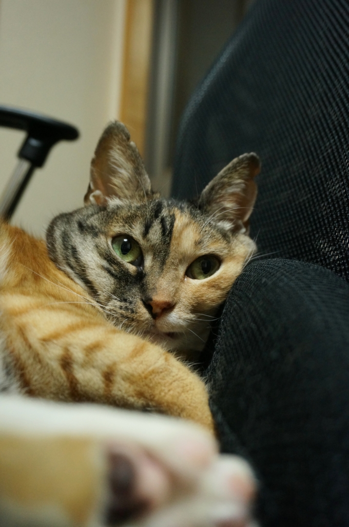 f:id:hiraryo0201:20160704081451j:plain