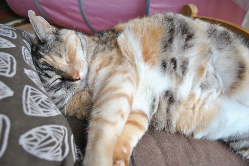 f:id:hiraryo0201:20160704083107j:plain