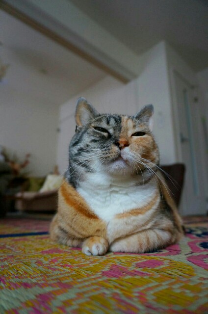 f:id:hiraryo0201:20160706111943j:image