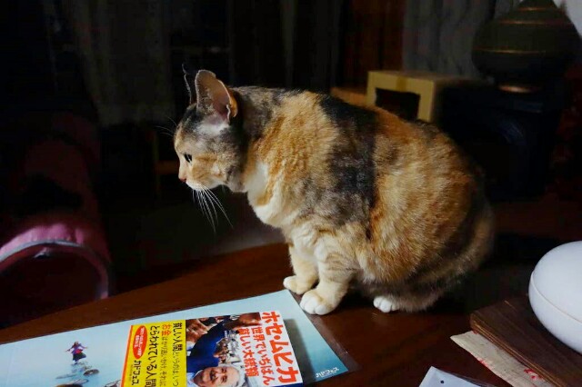 f:id:hiraryo0201:20160706112929j:plain