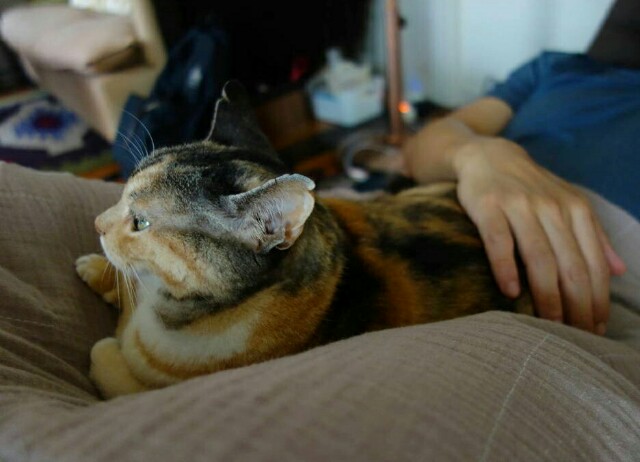 f:id:hiraryo0201:20160706112959j:plain f:id:hiraryo0201:20160706112959j:plain