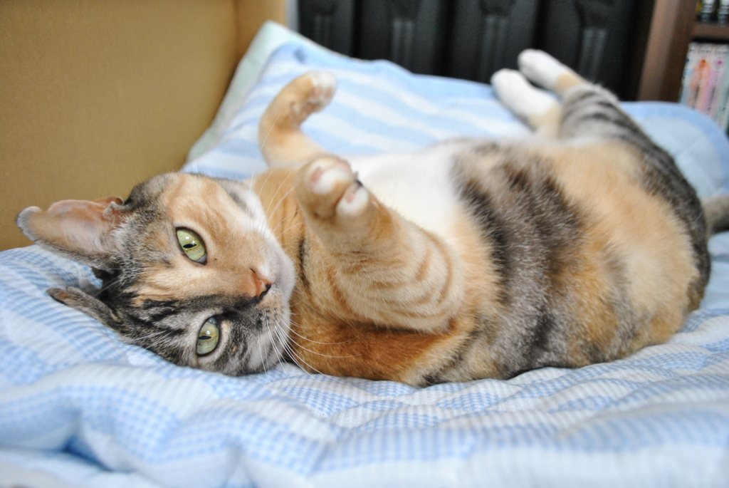 f:id:hiraryo0201:20160706122720j:plain