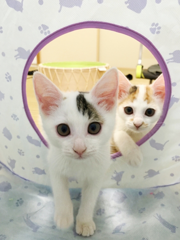 f:id:hiraryo0201:20160711093235j:plain f:id:hiraryo0201:20160711093235j:plain