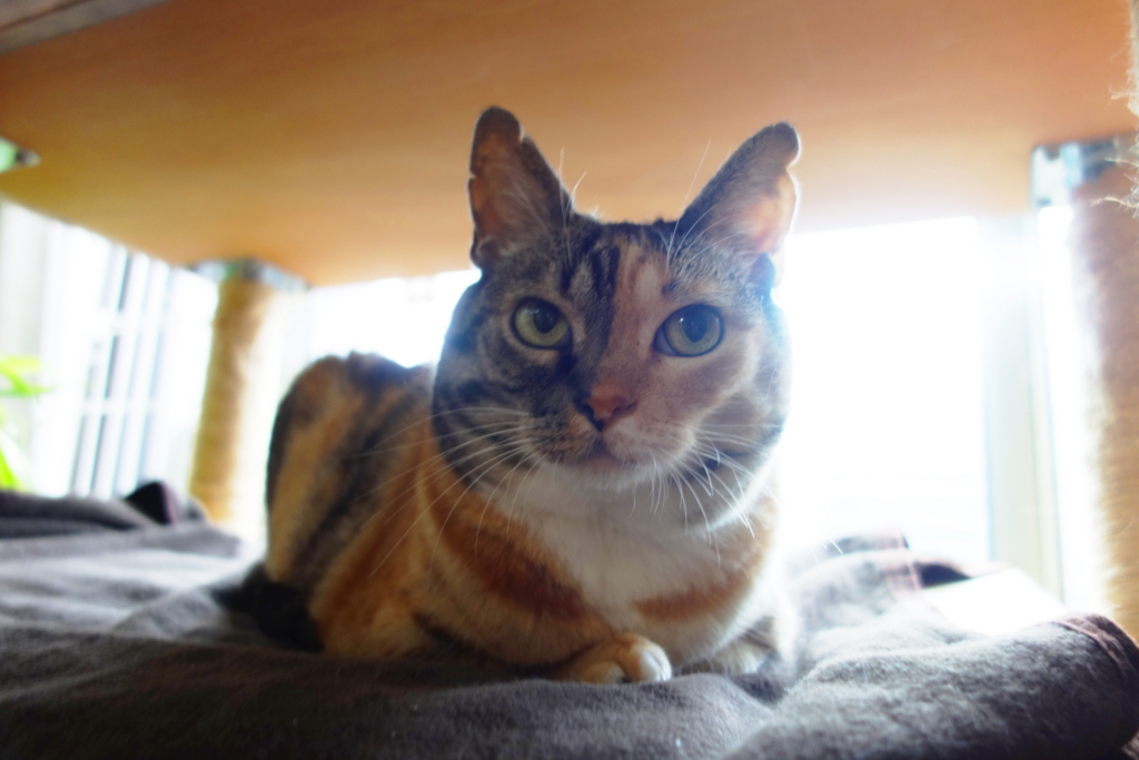 f:id:hiraryo0201:20160725093611j:plain f:id:hiraryo0201:20160725093611j:plain