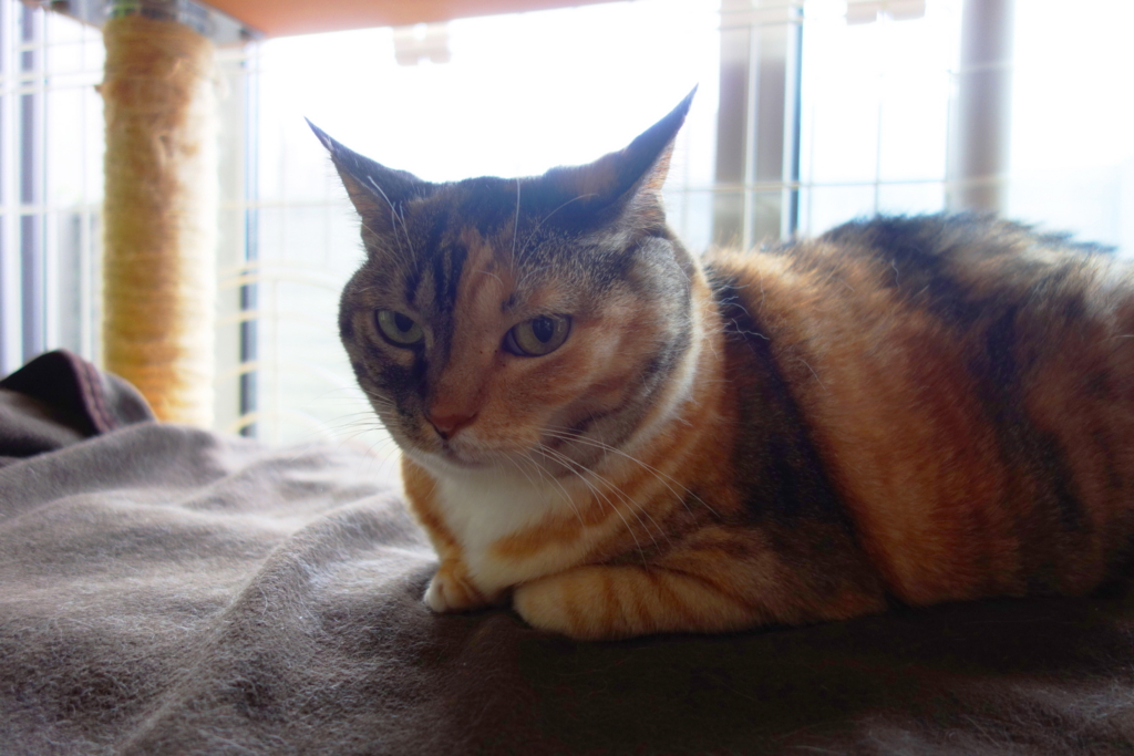 f:id:hiraryo0201:20160725094820j:plain f:id:hiraryo0201:20160725094820j:plain