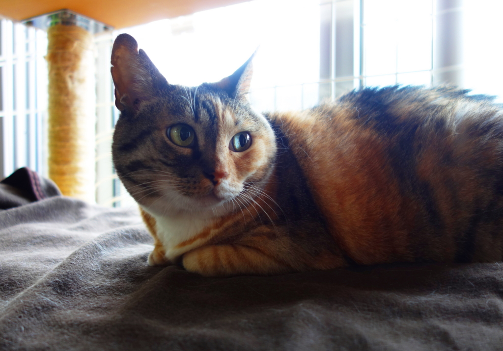 f:id:hiraryo0201:20160725094844j:plain f:id:hiraryo0201:20160725094844j:plain