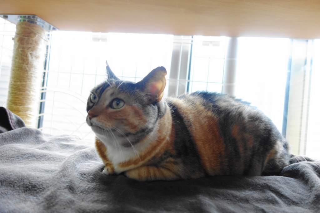 f:id:hiraryo0201:20160725100006j:plain f:id:hiraryo0201:20160725100006j:plain