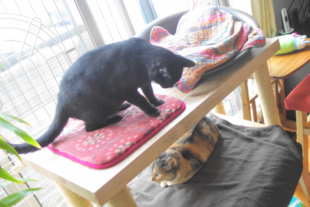 f:id:hiraryo0201:20160725100127j:plain f:id:hiraryo0201:20160725100127j:plain