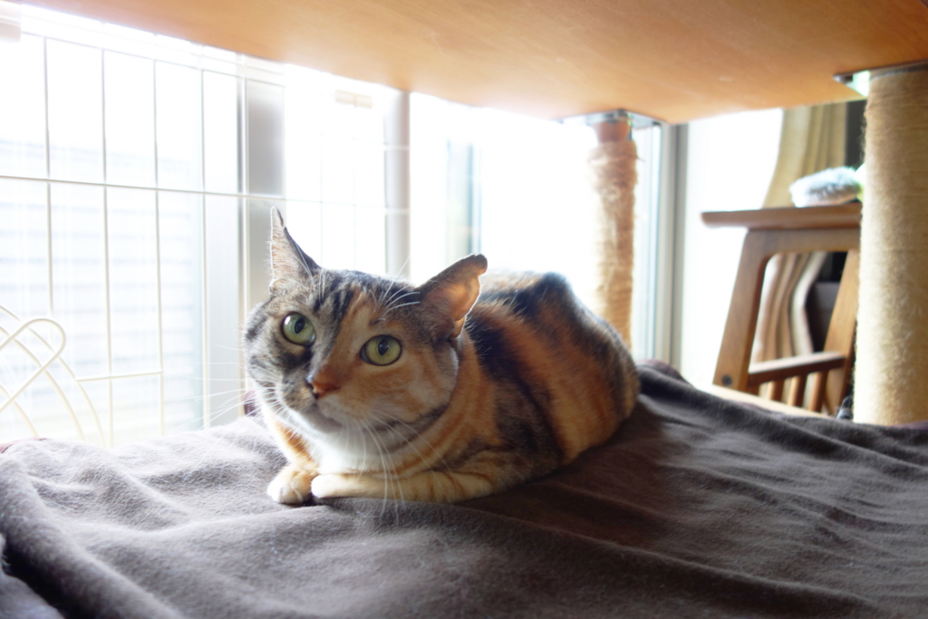 f:id:hiraryo0201:20160725100208j:plain f:id:hiraryo0201:20160725100208j:plain