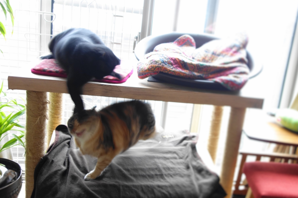 f:id:hiraryo0201:20160725101026j:plain f:id:hiraryo0201:20160725101026j:plain