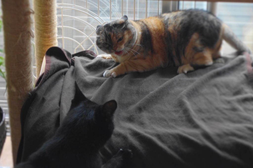 f:id:hiraryo0201:20160725101042j:plain f:id:hiraryo0201:20160725101042j:plain