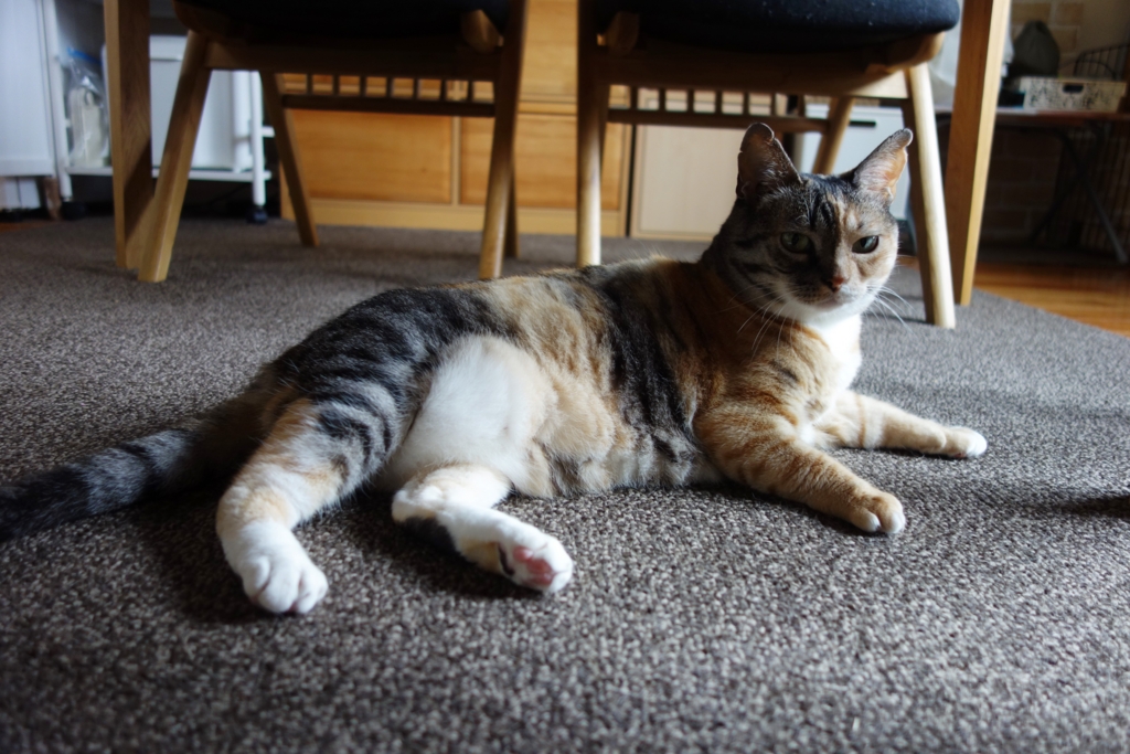 f:id:hiraryo0201:20160725102553j:plain f:id:hiraryo0201:20160725102553j:plain