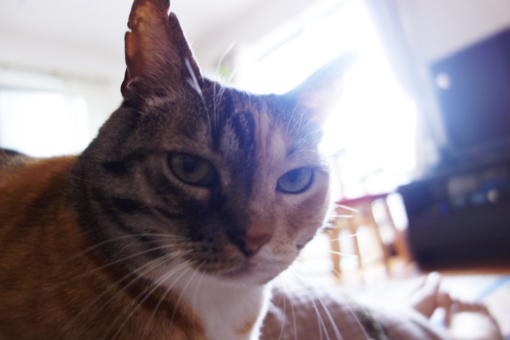 f:id:hiraryo0201:20160725102938j:plain f:id:hiraryo0201:20160725102938j:plain