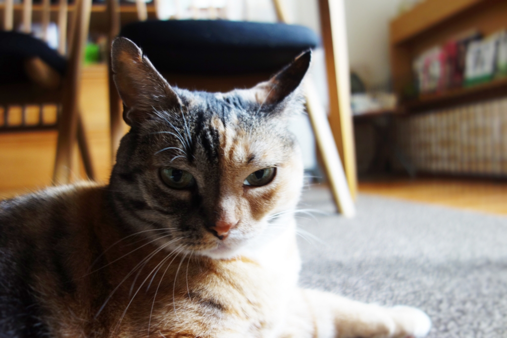 f:id:hiraryo0201:20160725102952j:plain f:id:hiraryo0201:20160725102952j:plain