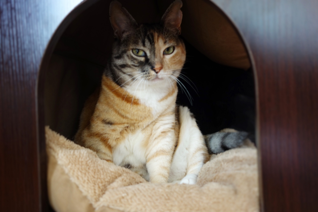 f:id:hiraryo0201:20160725103357j:plain