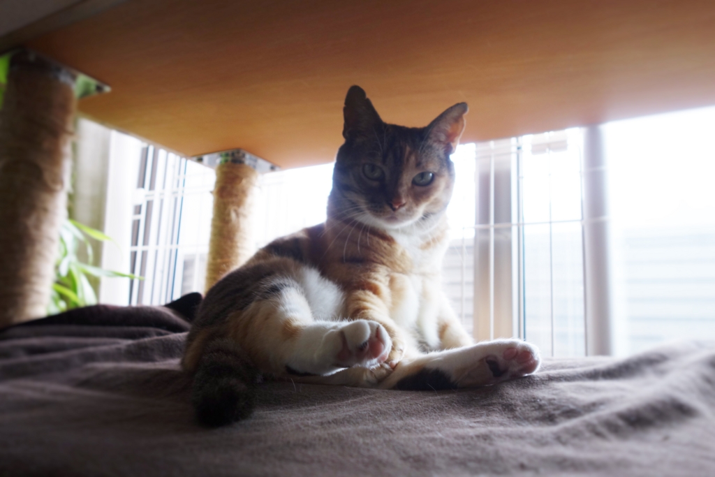 f:id:hiraryo0201:20160726095702j:plain f:id:hiraryo0201:20160726095702j:plain