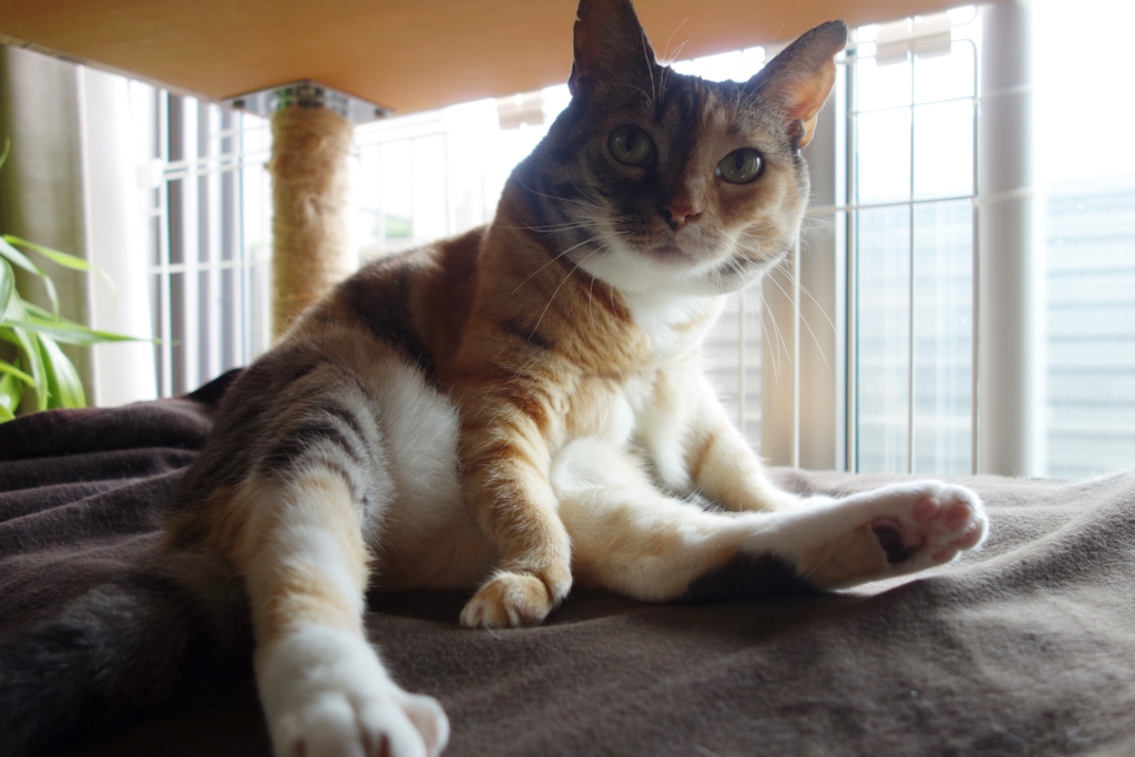 f:id:hiraryo0201:20160726095857j:plain f:id:hiraryo0201:20160726095857j:plain