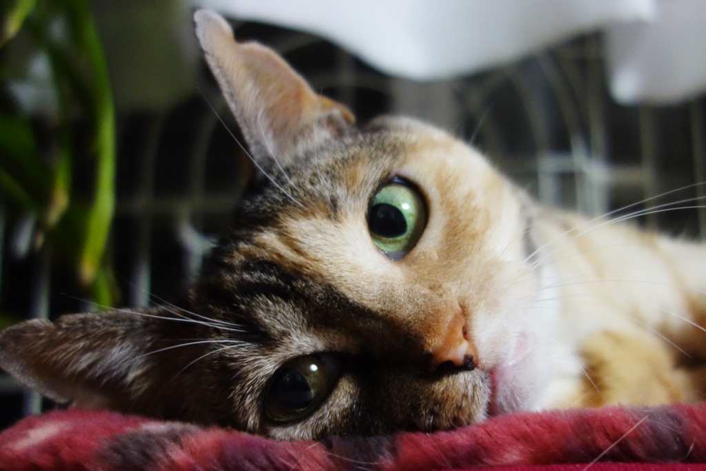 f:id:hiraryo0201:20160726095859j:plain f:id:hiraryo0201:20160726095859j:plain