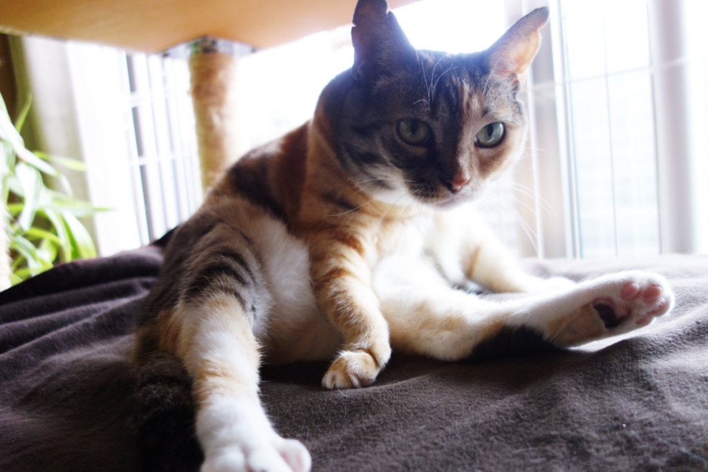 f:id:hiraryo0201:20160726101637j:plain f:id:hiraryo0201:20160726101637j:plain