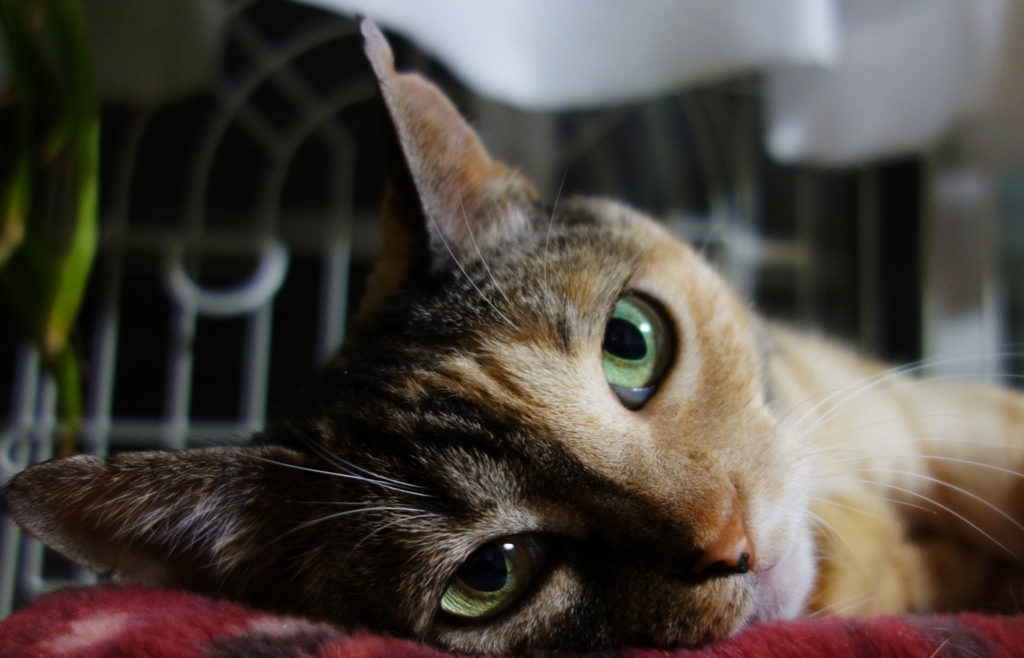 f:id:hiraryo0201:20160726102227j:plain f:id:hiraryo0201:20160726102227j:plain