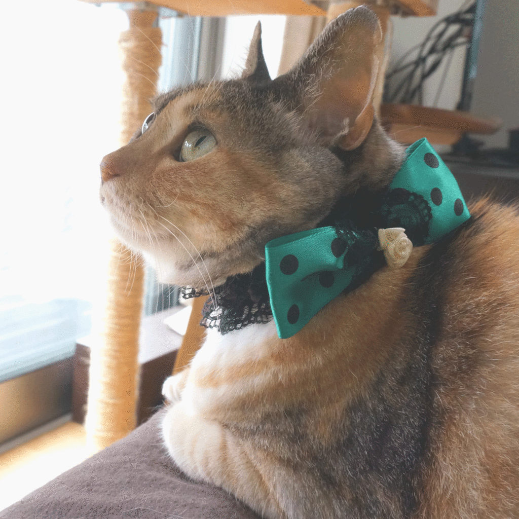 f:id:hiraryo0201:20160728105620g:plain