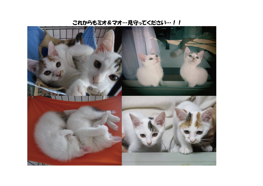 f:id:hiraryo0201:20160729082213p:plain f:id:hiraryo0201:20160729082213p:plain