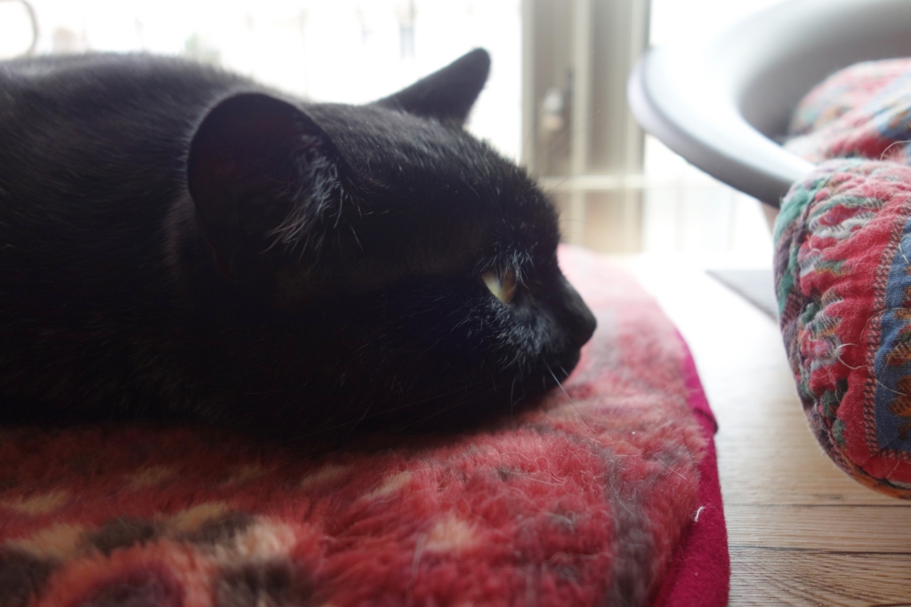 f:id:hiraryo0201:20160729083635j:plain f:id:hiraryo0201:20160729083635j:plain