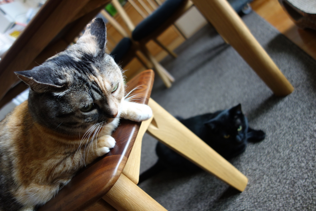 f:id:hiraryo0201:20160801092607j:plain f:id:hiraryo0201:20160801092607j:plain