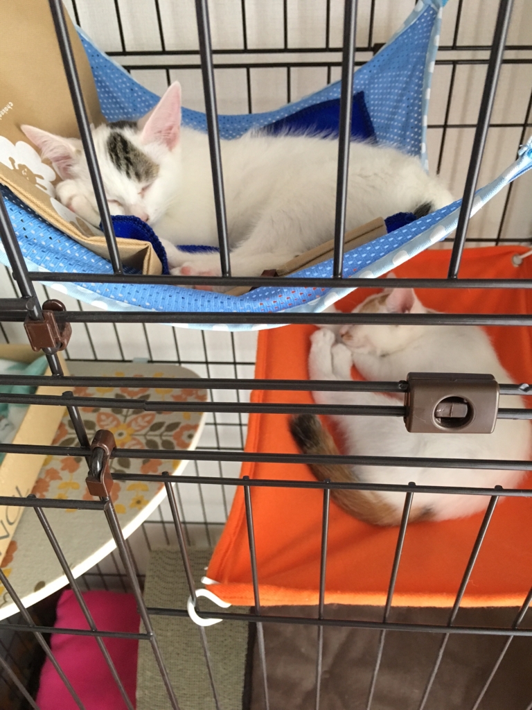 f:id:hiraryo0201:20160801092715j:plain f:id:hiraryo0201:20160801092715j:plain