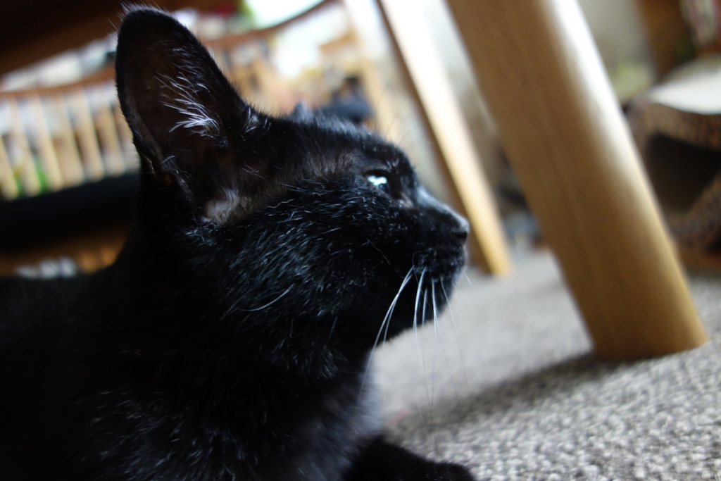 f:id:hiraryo0201:20160801100153j:plain f:id:hiraryo0201:20160801100153j:plain