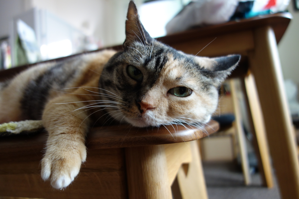 f:id:hiraryo0201:20160801100218j:plain f:id:hiraryo0201:20160801100218j:plain