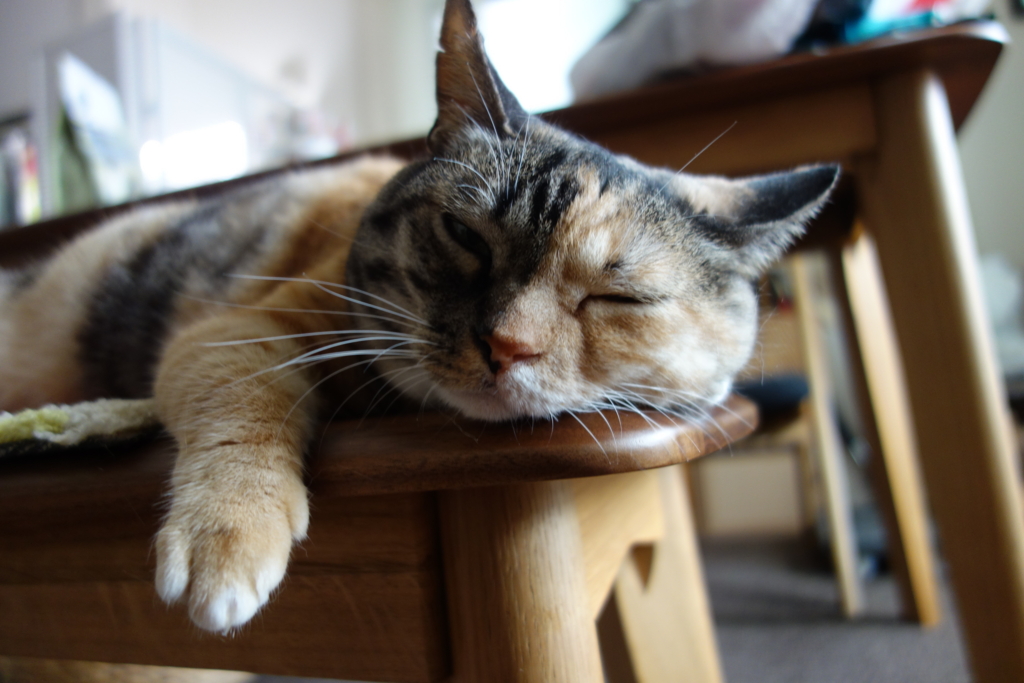 f:id:hiraryo0201:20160801100220j:plain f:id:hiraryo0201:20160801100220j:plain