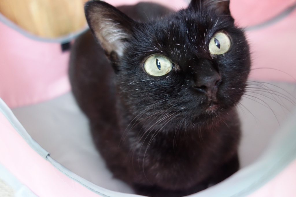 f:id:hiraryo0201:20160801100257j:plain f:id:hiraryo0201:20160801100257j:plain