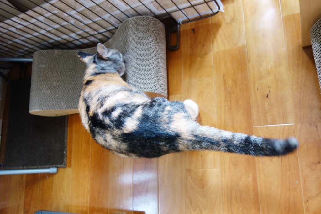 f:id:hiraryo0201:20160802094435j:plain f:id:hiraryo0201:20160802094435j:plain