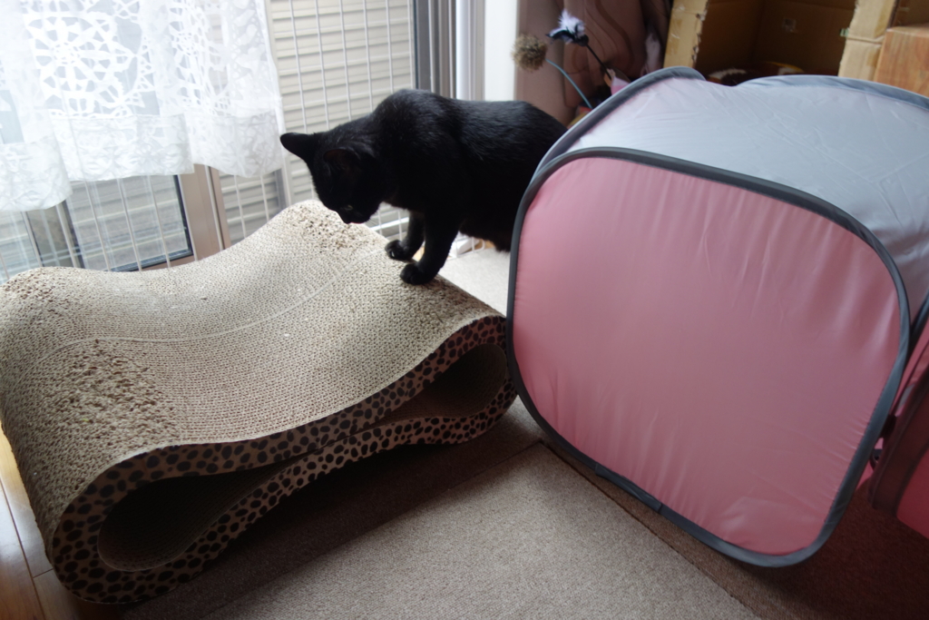 f:id:hiraryo0201:20160802094515j:plain f:id:hiraryo0201:20160802094515j:plain