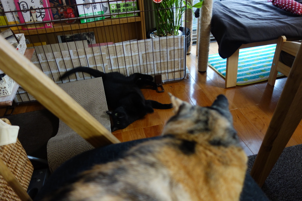 f:id:hiraryo0201:20160802094600j:plain f:id:hiraryo0201:20160802094600j:plain