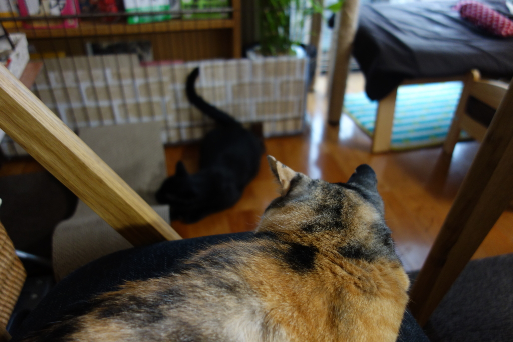 f:id:hiraryo0201:20160802094606j:plain f:id:hiraryo0201:20160802094606j:plain