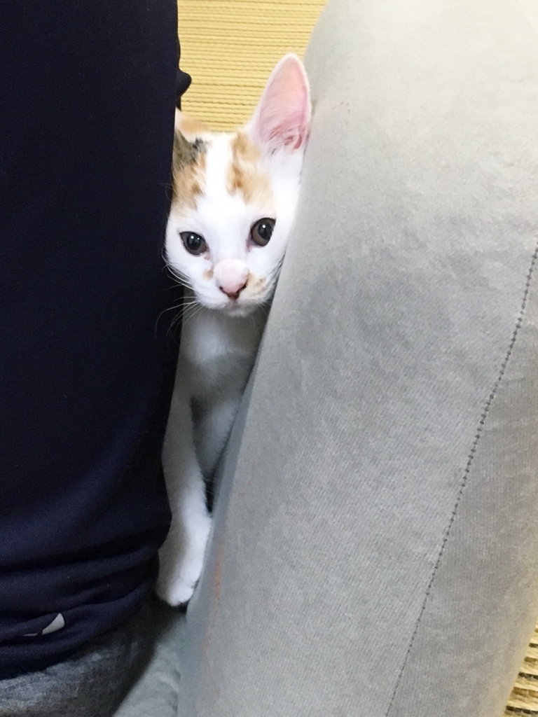 f:id:hiraryo0201:20160802101030j:plain f:id:hiraryo0201:20160802101030j:plain