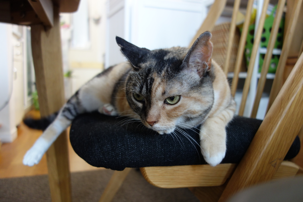 f:id:hiraryo0201:20160806102015j:plain f:id:hiraryo0201:20160806102015j:plain